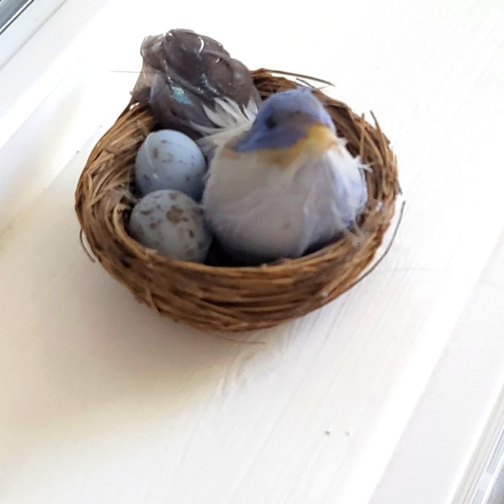 Little bird made a feather sitting in nest with 2 blue eggs nest is stick &straw